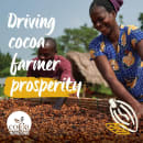 Sephra 20001 Belgian Dark Semi-Sweet Couverture Fondue Chocolate, Fountain Ready, (1) 2 lb Bag thumbnail 4