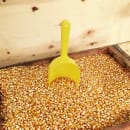 Paragon 50 lb Butterfly Yellow Popcorn Kernels (1021) thumbnail 4