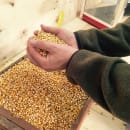 Paragon 50 lb Butterfly Yellow Popcorn Kernels (1021) thumbnail 5