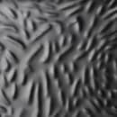 Elite Global Solutions Serving Tray w/2 Compartments - 10"L x 5 1/2"W, Melamine, Black (JW1055-B) thumbnail 5